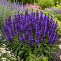 Salvia Noble Knight #1
