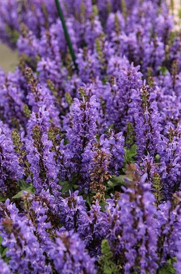 Salvia Noble Knight #1