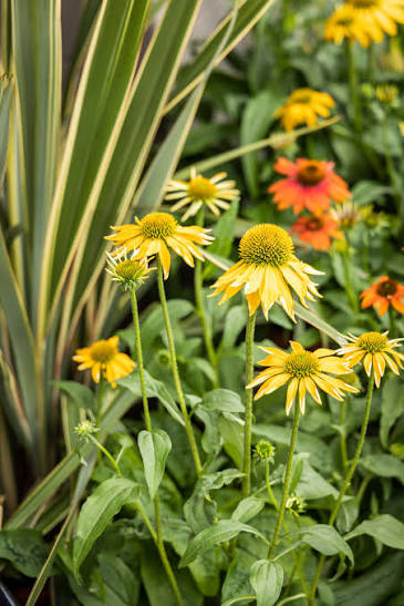 Echinacea Coneflower Prairie Blaze Golden Yellow #1