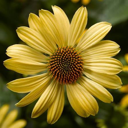 Echinacea Coneflower Prairie Blaze Golden Yellow #1