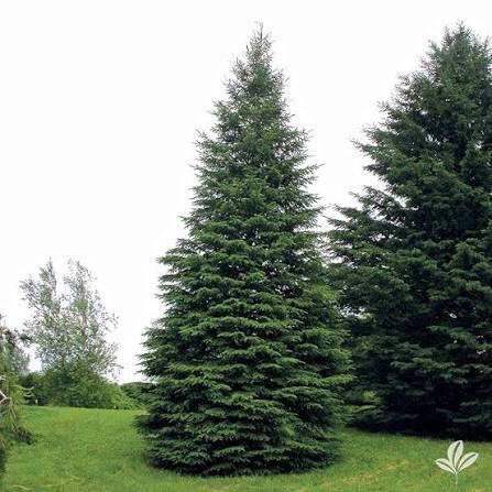Black Hills Spruce #2 15"-18" cg lo