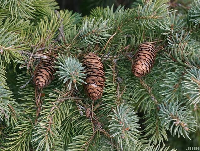 Black Hills Spruce #2 15"-18" cg lo