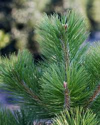 Austrian Pine #25 6'-7'