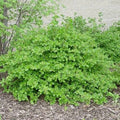 Alpine Currant #5 Shrub