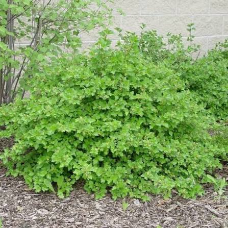 Alpine Currant #5 Shrub