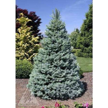 'Sester Dwarf'® Spruce #5 18"-24"
