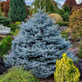 Blue Diamond Spruce #15 5'-6' Conservation