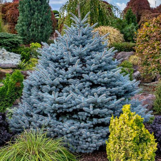 Blue Diamond Spruce #15 5'-6' Conservation