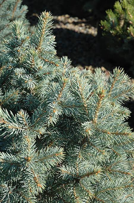 'Sester Dwarf'® Spruce #5 18"-24"