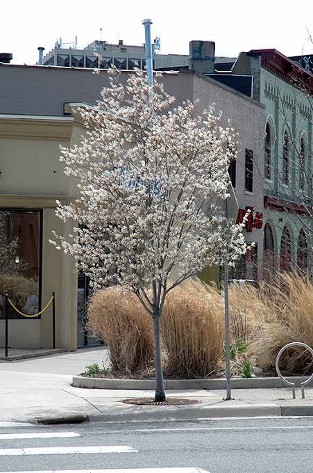 Serviceberry, Autumn Brilliance Tree #5
