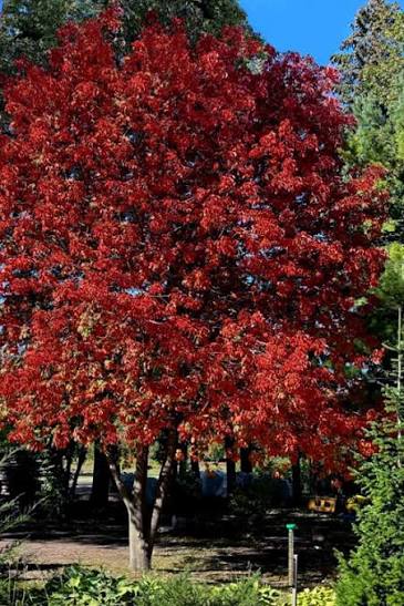 Autumn Splendor Buckeye #15