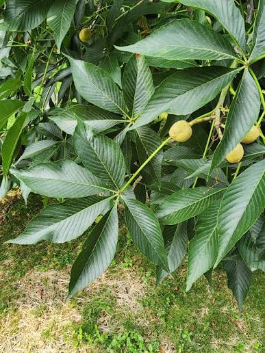 Autumn Splendor Buckeye #15