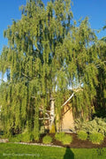 Birch, weeping cutleaf  #5