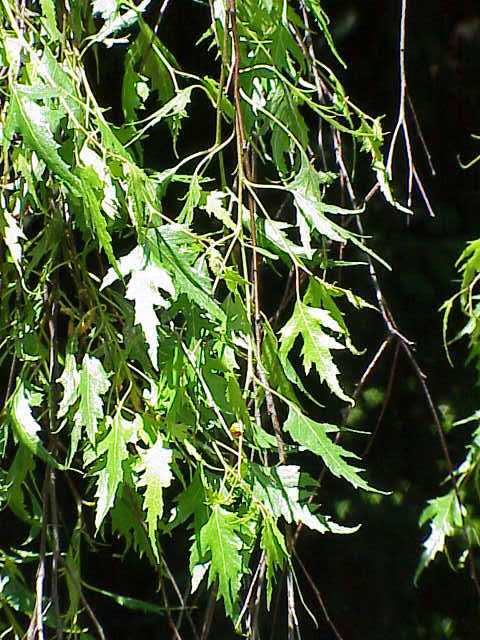 Birch, weeping cutleaf  #5
