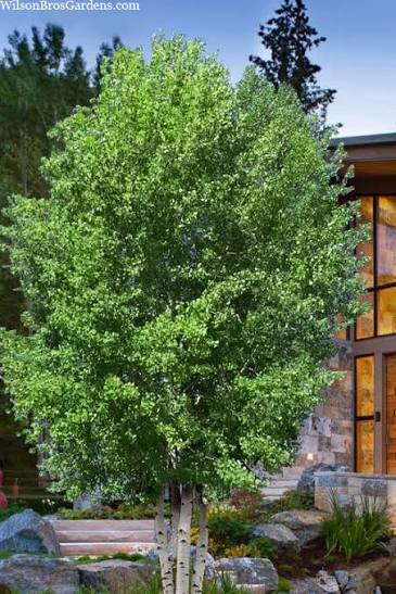 Quaking aspen Clump #10