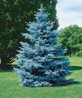 Hoopsii Spruce #10