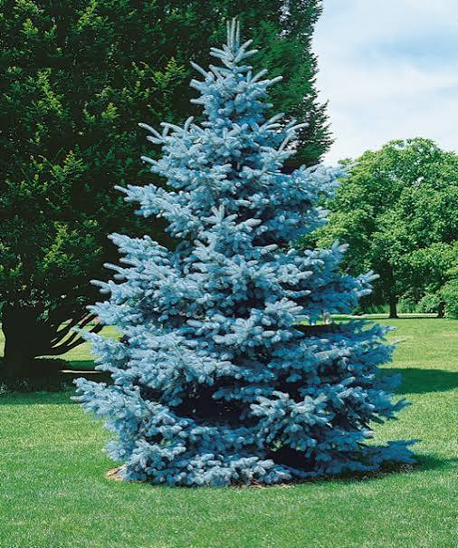 Hoopsii Spruce #10