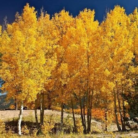 Quaking Aspen