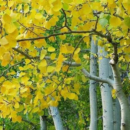 Quaking aspen #10