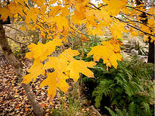 Big Tooth Maple #10