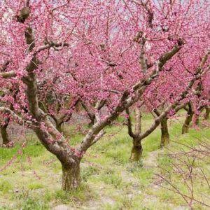 Mount Royal Plum #5