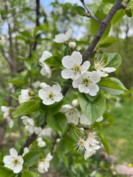 Mount Royal Plum #5