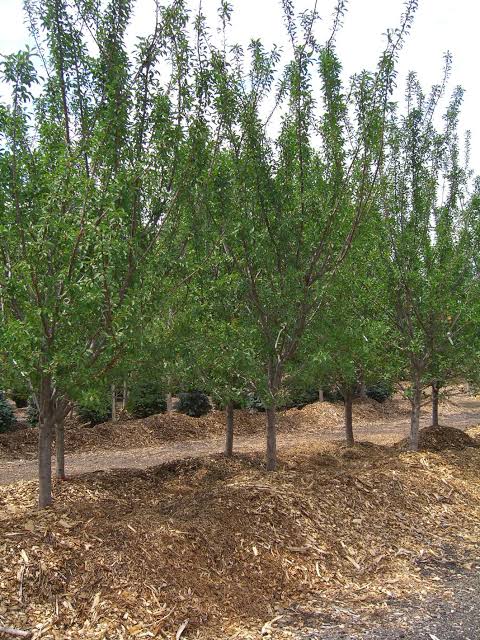 Mount Royal Plum #5