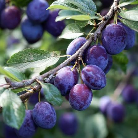 Mount Royal Plum #5