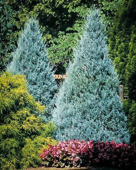 Wichita Blue Juniper (Juniperus scopulorum 'Wichita Blue')
