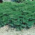 Juniper, Broadmoor #5