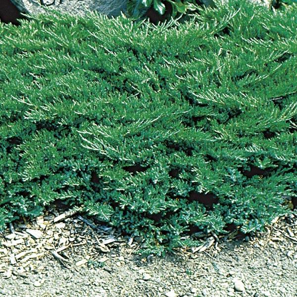 Juniper, Broadmoor #5