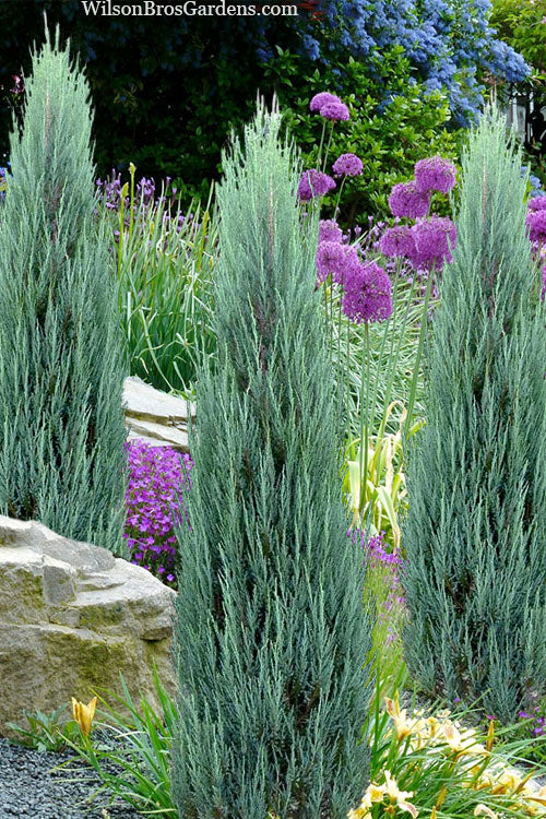 Blue Arrow Juniper