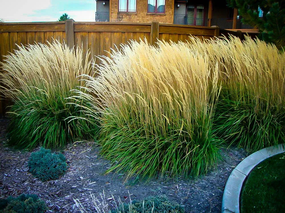 Karl Foerster Feather Reed Grass (Calamagrostis X acutiflora 'Karl Foerster')