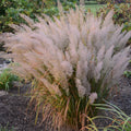 Feather Reed Grass, Korean