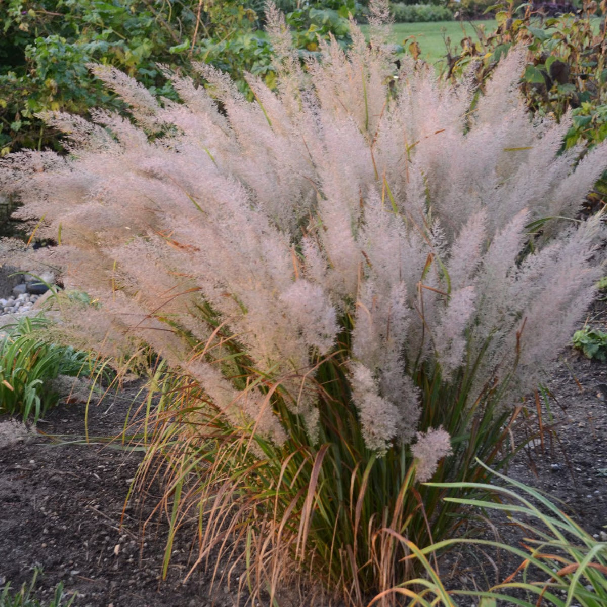 Feather Reed Grass, Korean