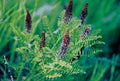 Leadplant, Amorpha canescens