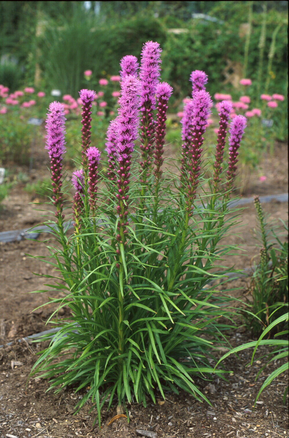 Gayfeather (Liatris), Kobold