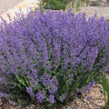 Catmint Little Trudy Dwarf blue #1