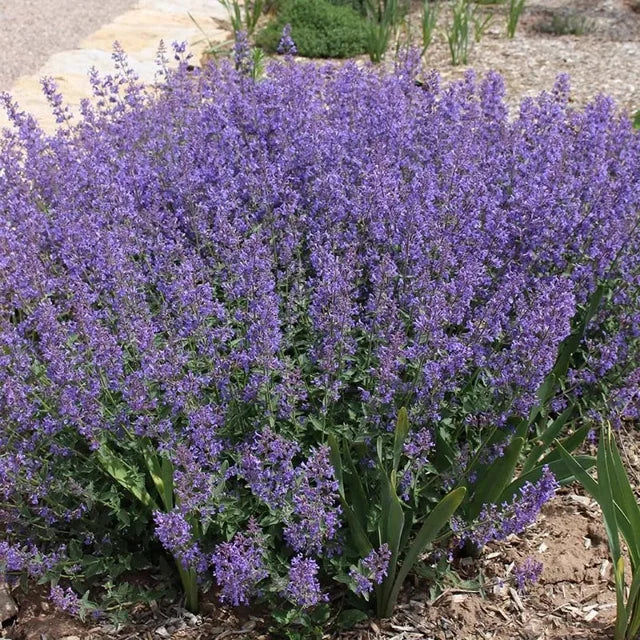 Catmint Little Trudy Dwarf blue #1