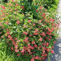 Honeysuckle, Major Wheeler