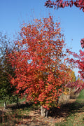 Big Tooth Maple #10