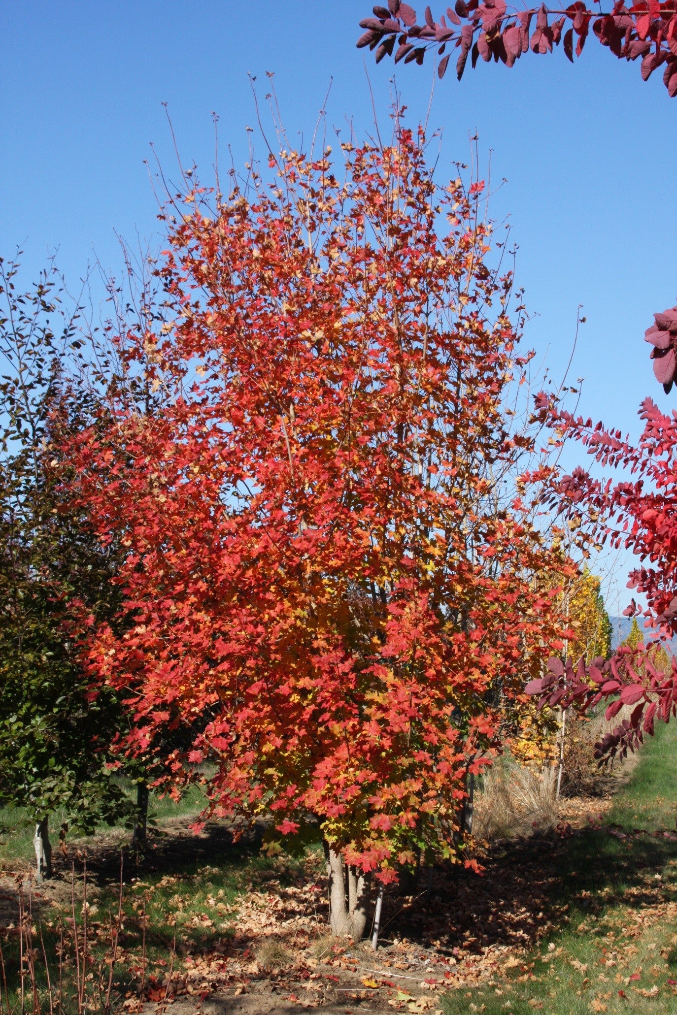 Big Tooth Maple #10