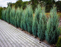 Moonglow Juniper (Juniperus scopulorum 'Moonglow')