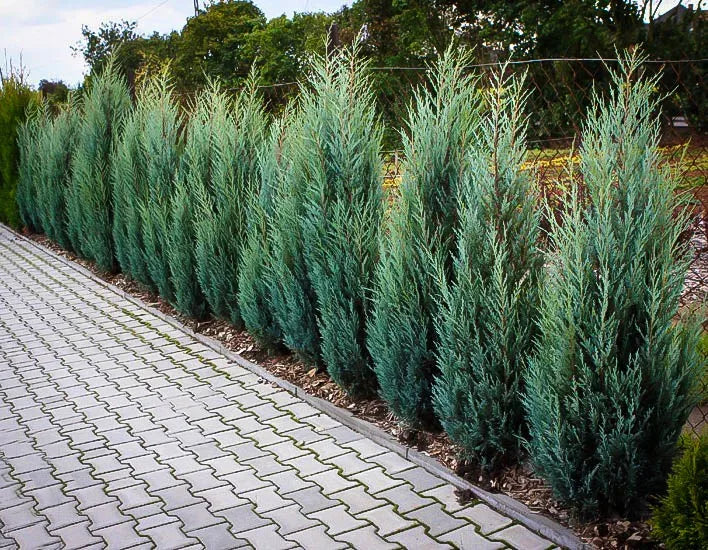 Moonglow Juniper (Juniperus scopulorum 'Moonglow')