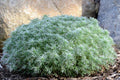Artemisia Silver Mound   Ct  #1