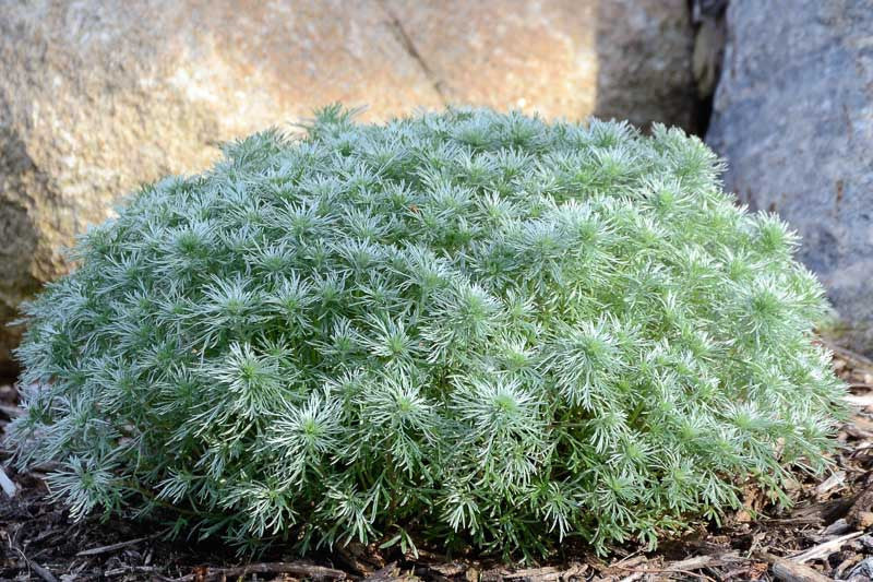 Artemisia Silver Mound   Ct  #1