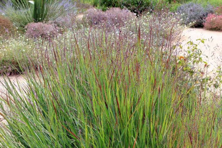Shenandoah Switch Grass (Panicum virgatum 'Shenandoah')