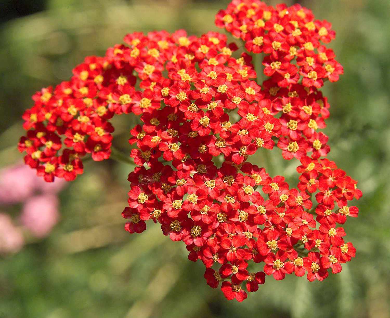Yarrow, Paprika, #1