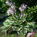 Hosta Patriot-lilac   Ct  #1