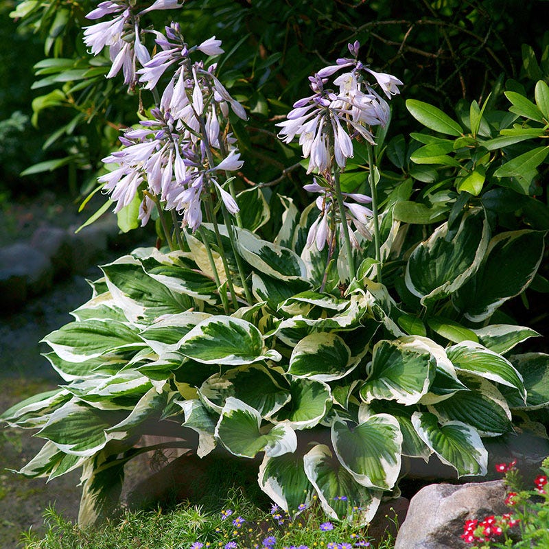 Hosta Patriot-lilac   Ct  #1
